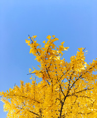 Fototapeta na wymiar 가을은행나무