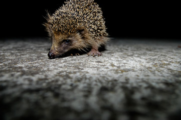 West European Hedgehog © underworld