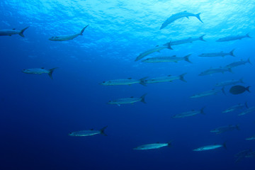 Fototapeta premium School Barracuda fish underwater