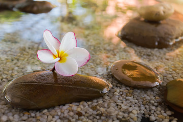 Fototapeta na wymiar relaxing and peaceful with flower plumeria or frangipani decorated on water and pebble rock in zen style for spa meditation mood