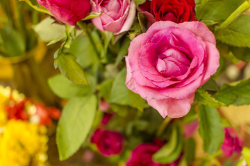 Pink roses - close up
