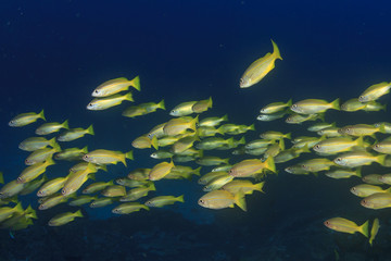 Yellow fish school (Bigeye Snappers)