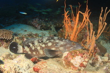 Grouper fish