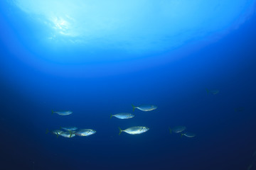 Mackerel fish school underwater ocean sea