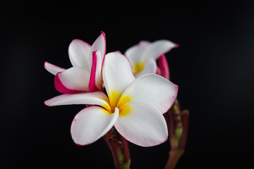 Isolated elegant pink and white  flower plumeria or frangipani on black background