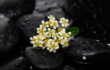 Obraz na płótnie Canvas tropical spring flower with therapy stones 