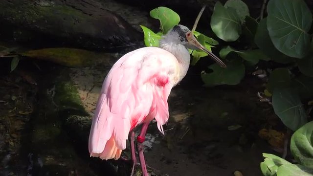 Roseate Spoonbill hunting by a pond. The roseate spoonbill (Platalea ajaja) (sometimes placed in its own genus Ajaja) is a gregarious wading bird of the ibis and spoonbill family, Threskiornithidae.