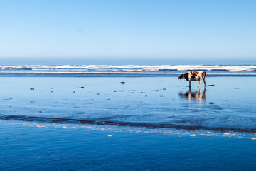 Cow eats a sea weed on a beach in Chiloe National Park, Chile