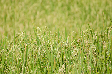 green rice field