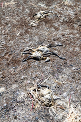 Dead flamingos on a coast of Laguna Colorada lake on bolivian Altiplano
