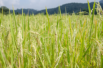 green rice field