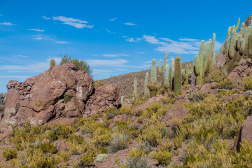 Group of huge Trichoreus cactii on a hill in the surroundings of Salar de Uyuni salt flat, Bolivia