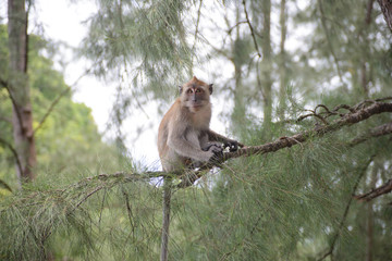 Monkey in natural YONG LING Beach Thailand