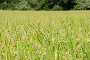 green rice field