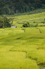 Obraz premium Mae Kalng Luang , Thailand Terraced Rice Field