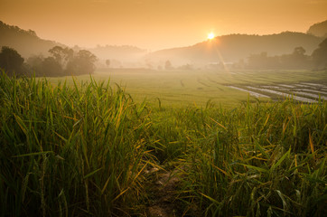 Sunrise at terraced rice field , Mae Kalng Luang , Chiang Mai ,