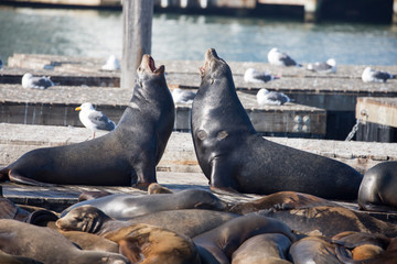Fototapeta premium California Sea Lions (Otariinae), Males, Pier 39. San Francisco.