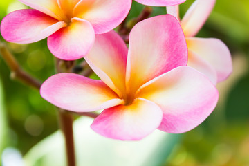 Naklejka na ściany i meble Beautiful sweet pink flower plumeria bunch in home garden with happy morning mood and natural background
