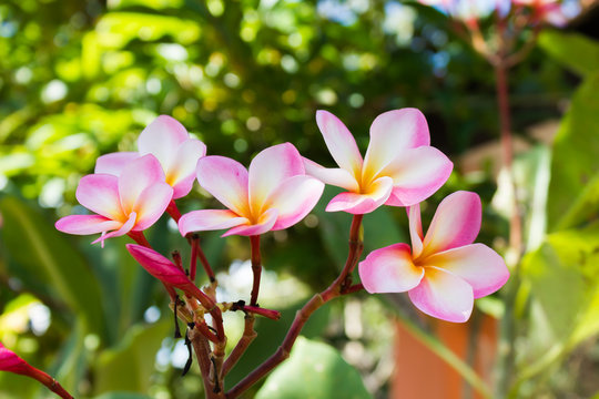 Beautiful sweet pink flower plumeria bunch in home garden with  happy morning mood and natural background