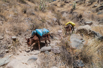 Donkeys are the only mean of transport in Colca canyon, Peru