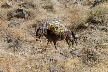Donkeys are the only mean of transport in Colca canyon, Peru