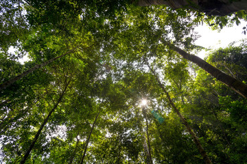 Low angle view of the forest to the sky 