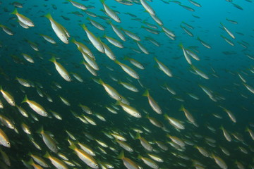Fototapeta na wymiar School yellow fish: Bigeye Snappers