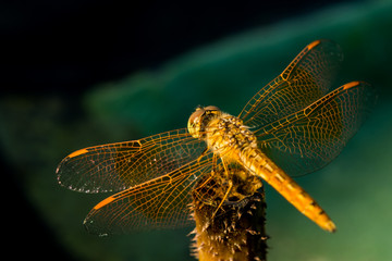 Pantala flavescens dragonfly back view