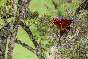 Bromelia on a tree in cloud forest of northern Peru