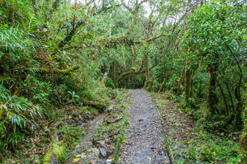 Hiking trail in National Park Podocarpus, Ecuador