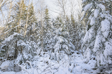 Frosty morning in the forest.
Far Eastern taiga, in November, the first snow, frosty morning.
