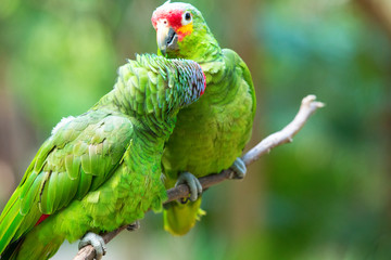 parrot bird