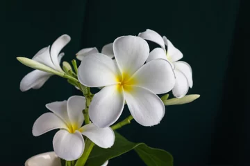 Crédence de cuisine en verre imprimé Frangipanier Isoler le beau bouquet de plumeria de fleurs blanches charmantes dans une belle tasse à motif de points sur fond noir