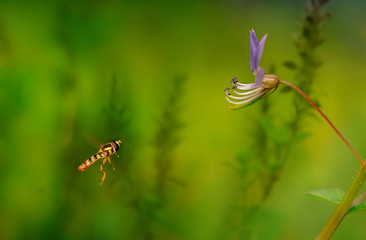 Flying Flowerfly on the air with flower and blurred background