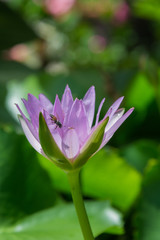 Obraz premium pink lotus and bee