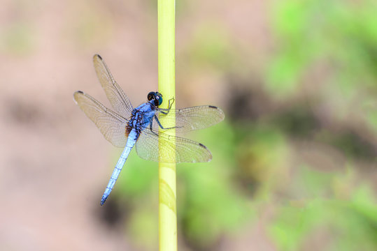 Blue dragonfly isolated on blur background.