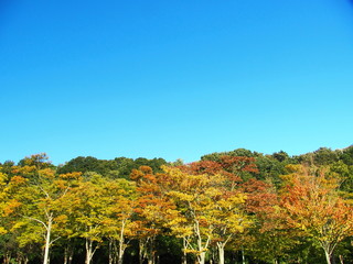 Fototapeta premium 黄葉した林と青空