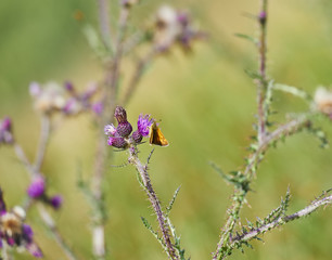 Meadow Brown Butterfly on Thistles