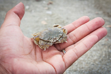 hand girl hold crab on the beach