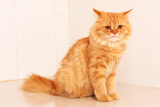 Cute Orange Persian Cat