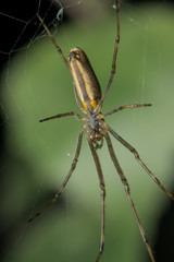 Паук