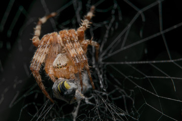 Паук