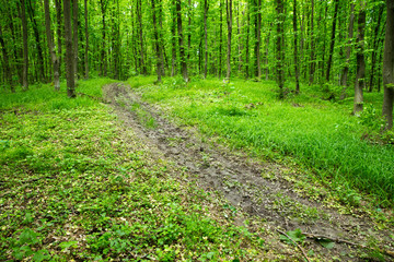 Fototapeta premium forest trees