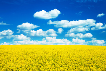Obraz premium Summer Landscape with Wheat Field and Clouds