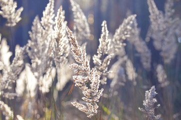 abstract background of dry grass