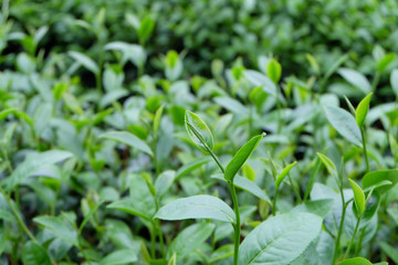 Obraz premium Green tea bud and fresh leaves. Tea plantations.