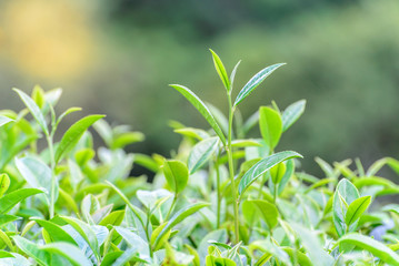 Fototapeta na wymiar Freshness tea top in plantation.