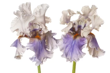 Printed roller blinds Iris iris