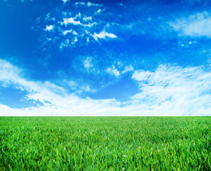Obraz premium Meadow