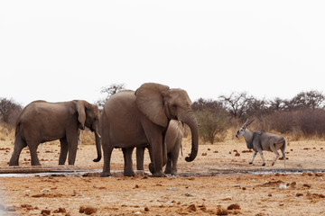 African elephants at a waterhole